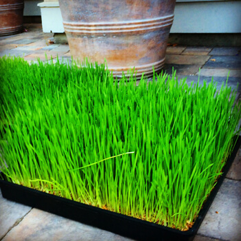 5 Reasons for Falling in Love with Wheatgrass